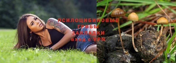 PSILOCYBIN Бородино